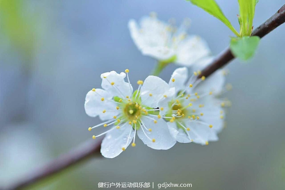 mmexport1489506363399