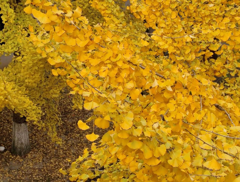 mmexport1512476837802