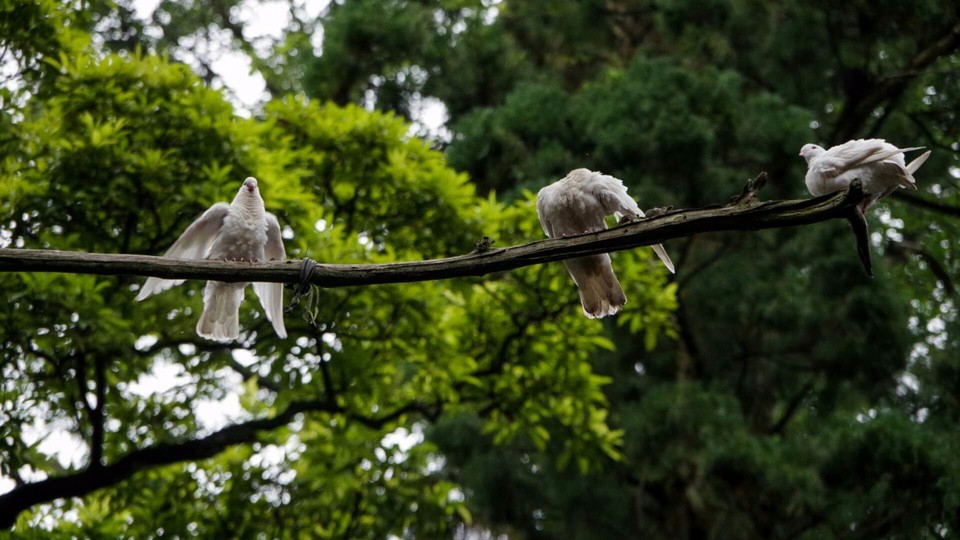 mmexport1512477313913