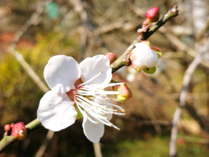 mmexport1514272918049