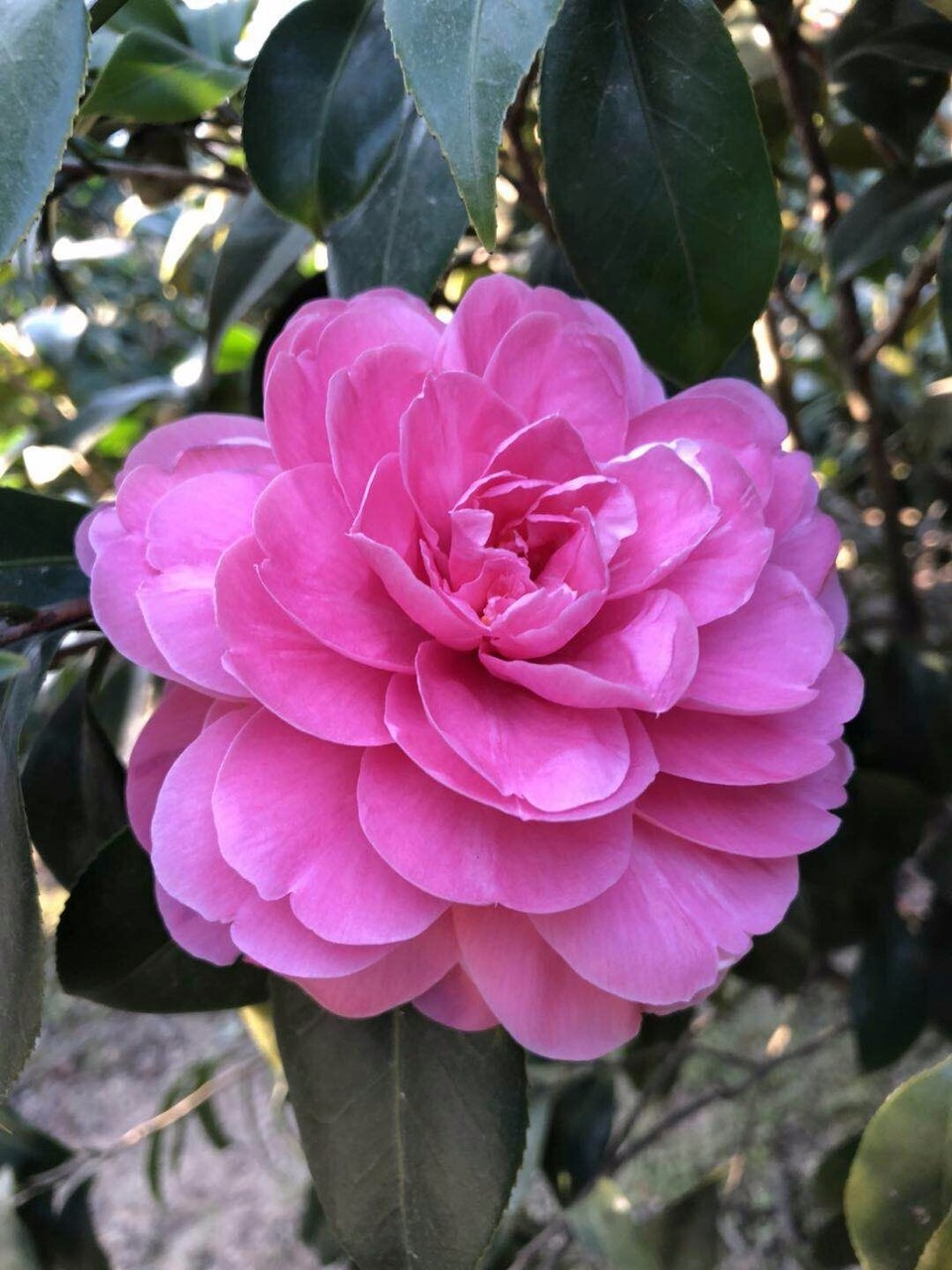 mmexport1514273030572