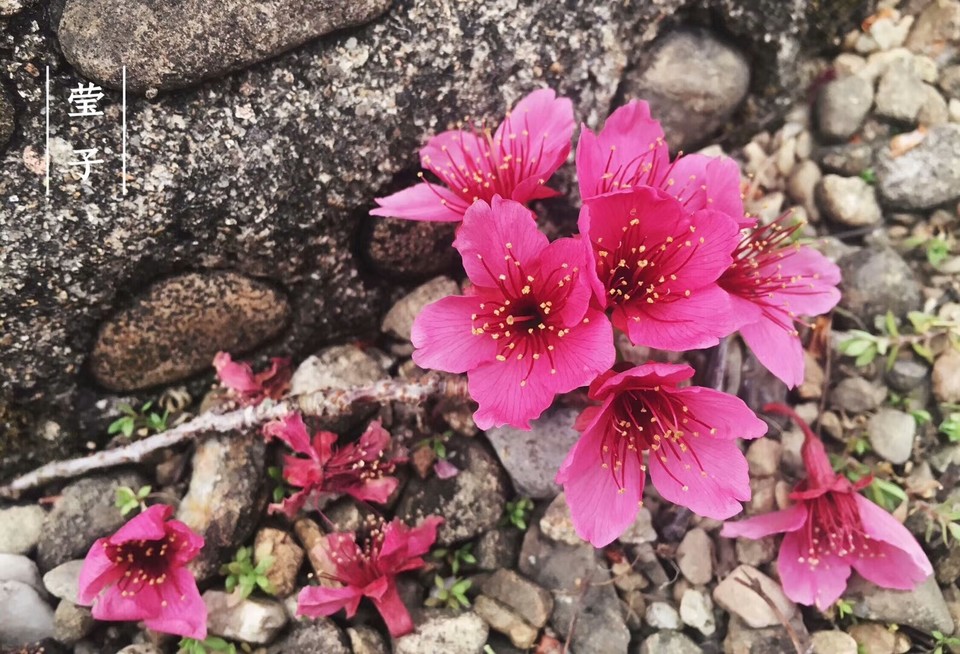 mmexport1516618152952