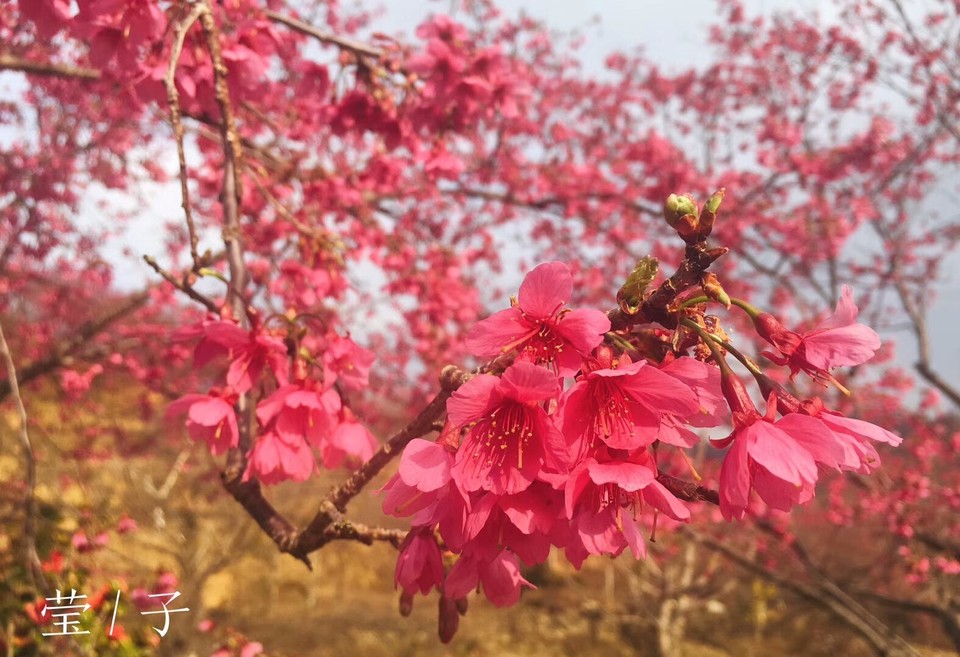 mmexport1516618168954