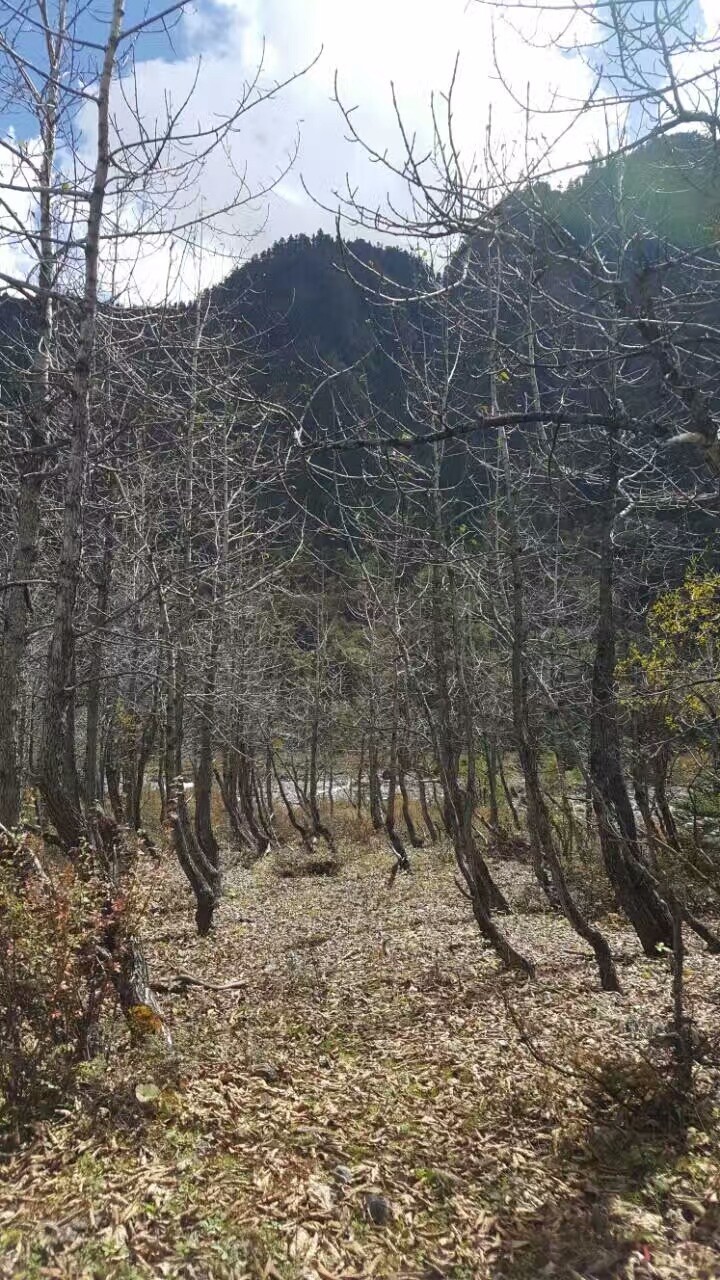 mmexport1519372650122