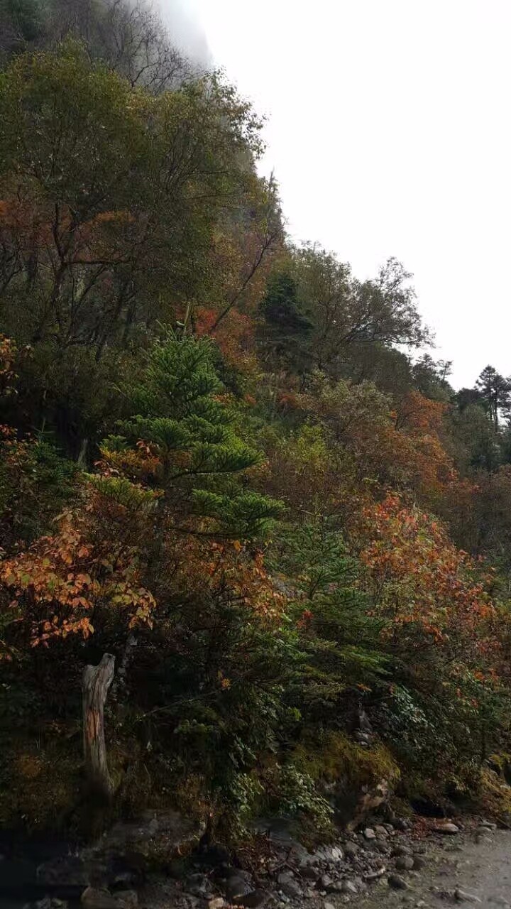 mmexport1519372655335