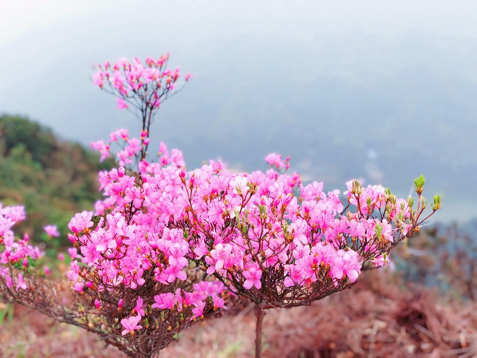 mmexport1521537119533