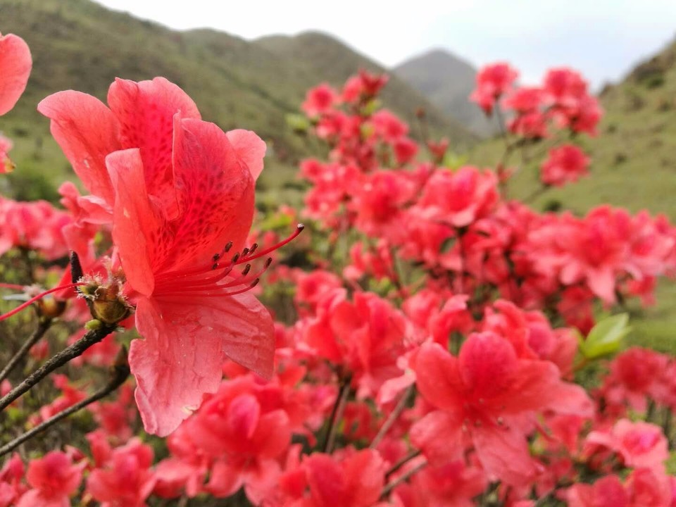 mmexport1522811365047