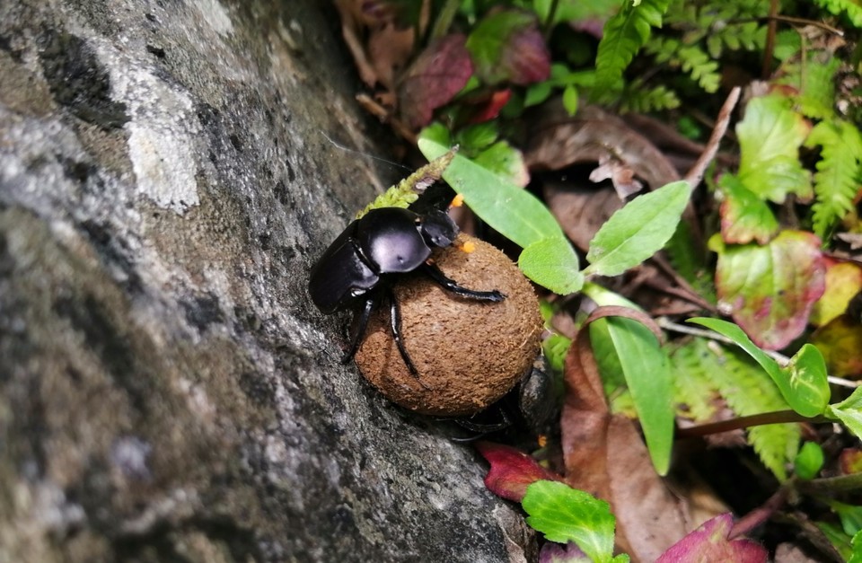 mmexport1526279689685