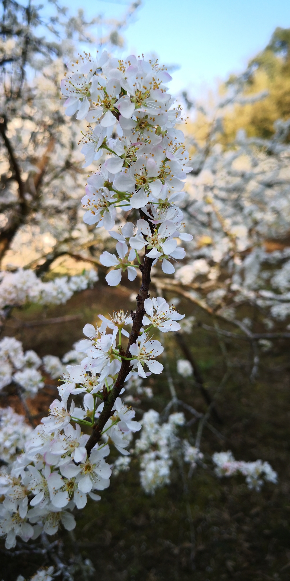 _IEnWxbRRUql4IL6AWh5oYy3DbpEbO2E_pcTLIFKWBTZFa_-ZJ6SDic7t9i9oazY