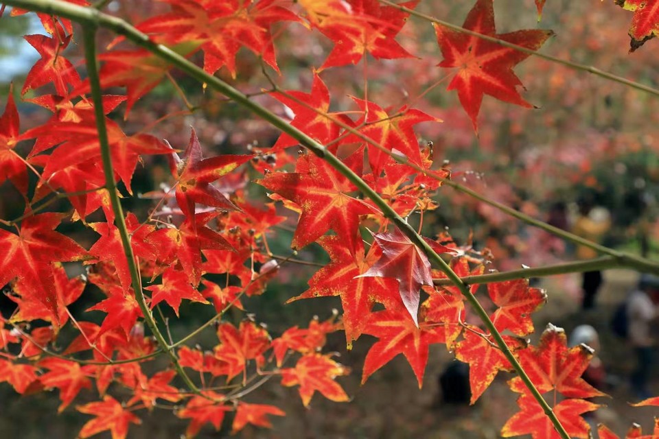 BYFBuPymuOCO_KxyBAJzWMdniKp6QNrKD6jQm7c5u7vI4oekFCCTyKU82W9vkM5j