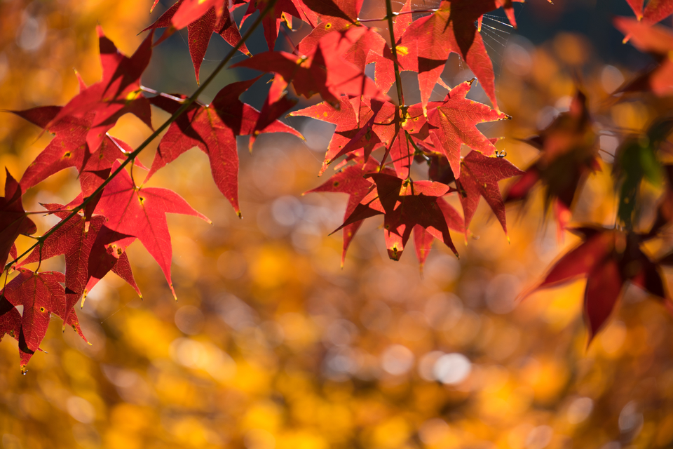 D2NjrZ8_GUeeINm9j7Ecmrf-7xC3a3eTglR35Ytjqz2tYr5d68ihDnSku6o54Bxr