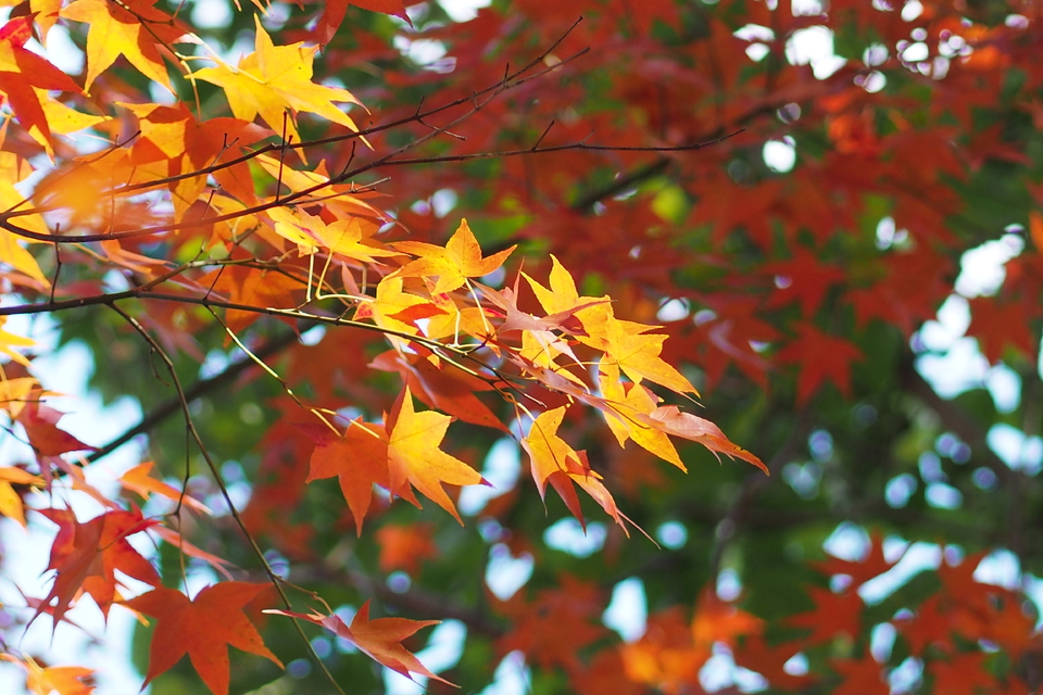 NBIua8mMH-rlTpZf-HOAzdDZhNidEcSuQLieUf9Lp3GIfhz6qTCEHpan8robiQAw