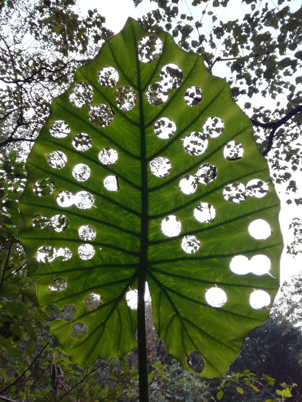 mmexport1514954194808