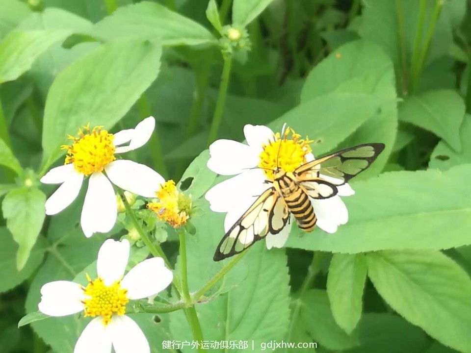 mmexport1495373486154