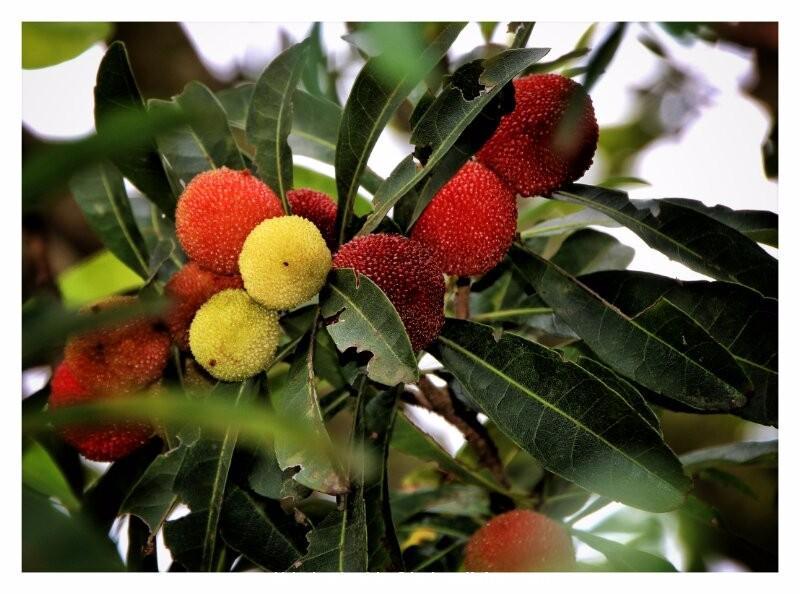 mmexport1495373466676