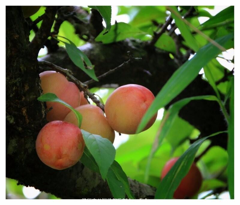 mmexport1495373463800