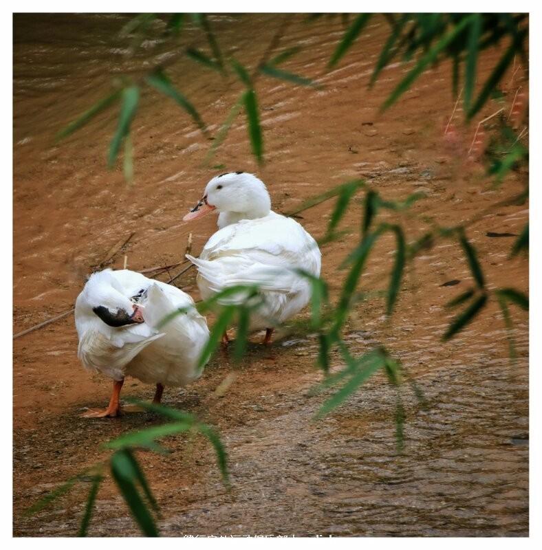 mmexport1495373459565