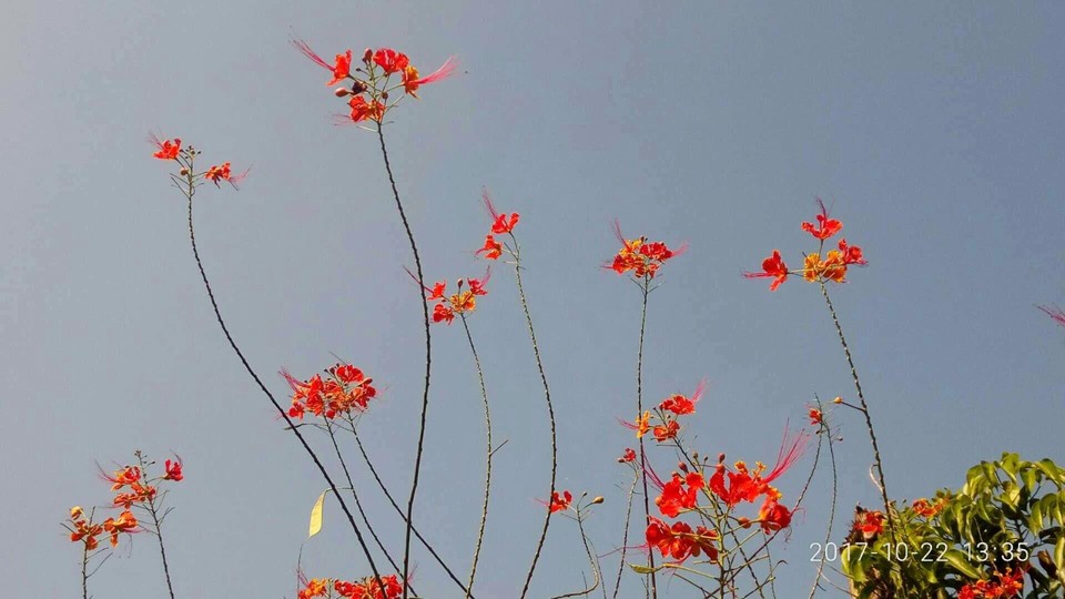 mmexport1508686699367