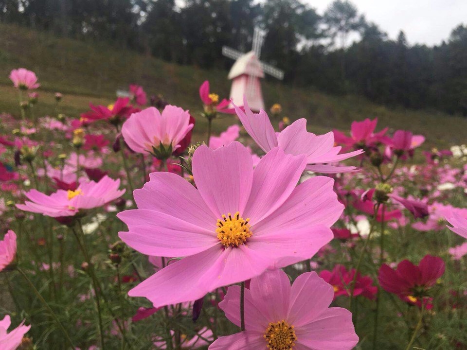 mmexport1509945053250