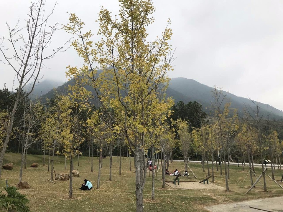 mmexport1510454729002