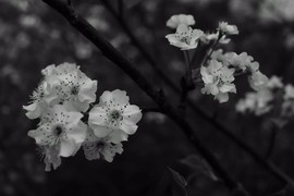 mmexport1520227453910