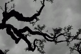 mmexport1520227437884