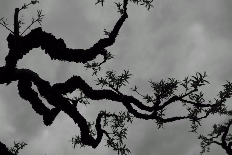 mmexport1520227437884