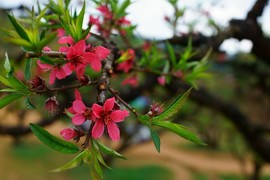 mmexport1520227434216