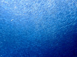 C92406C8-4D75-4C29-B444-1F162085A523