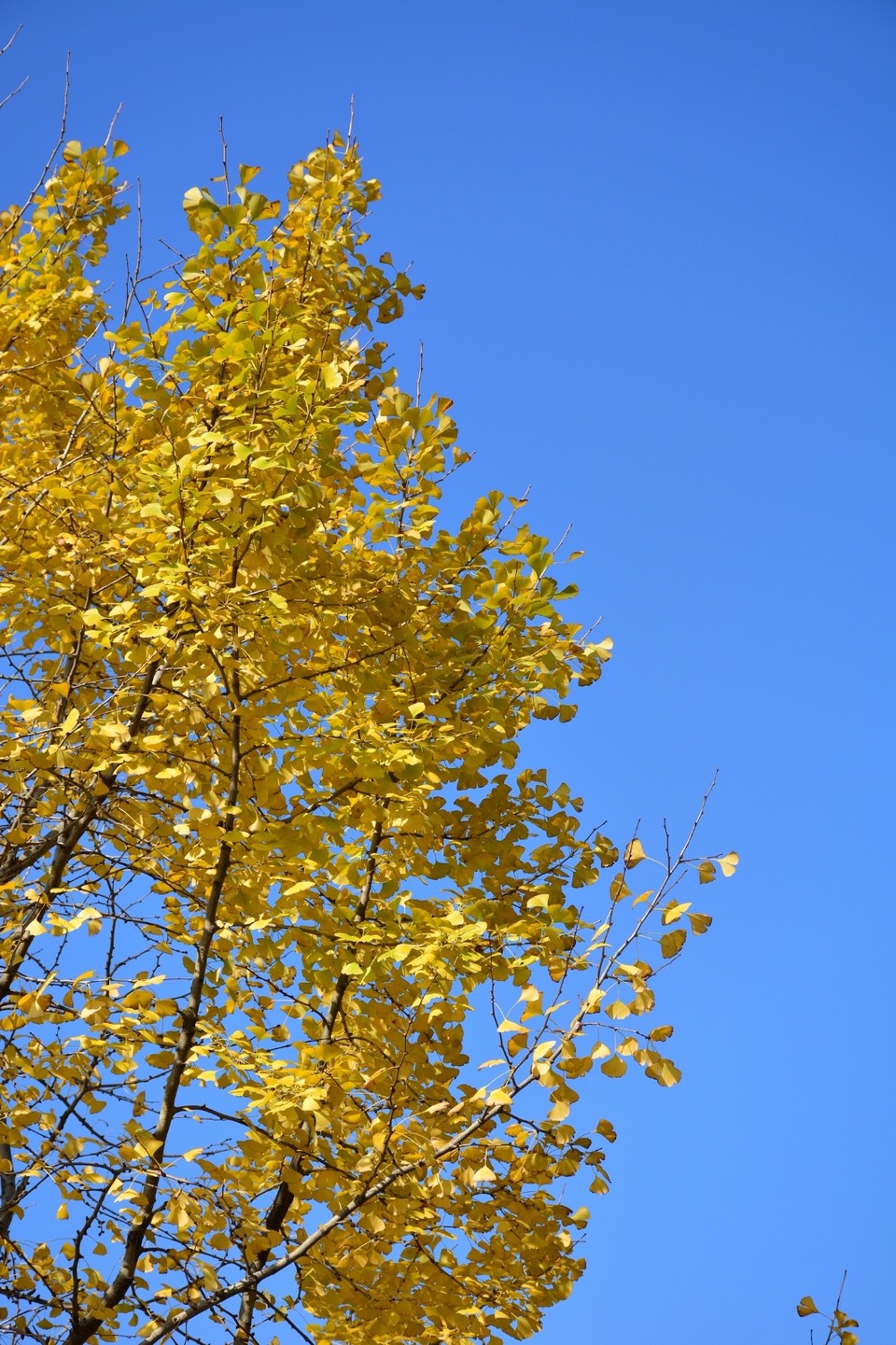 ABA0EC9F-5136-4B0C-BF52-CEBDB9DAB41B