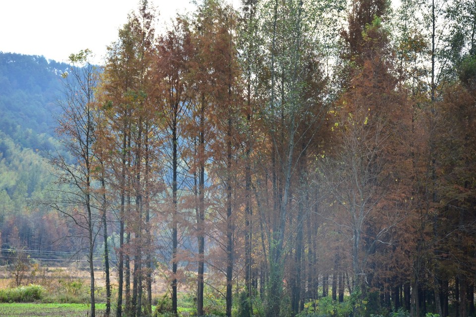 C3A28754-D7F4-40ED-B096-60CE3C19F96E