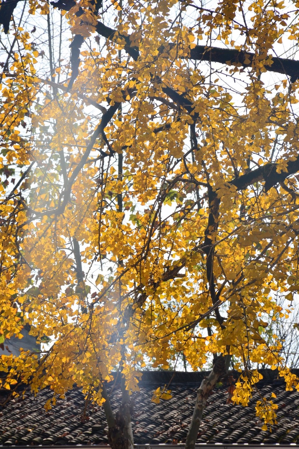 8BA630ED-E228-4C75-8DAA-20F8F7FA8D67