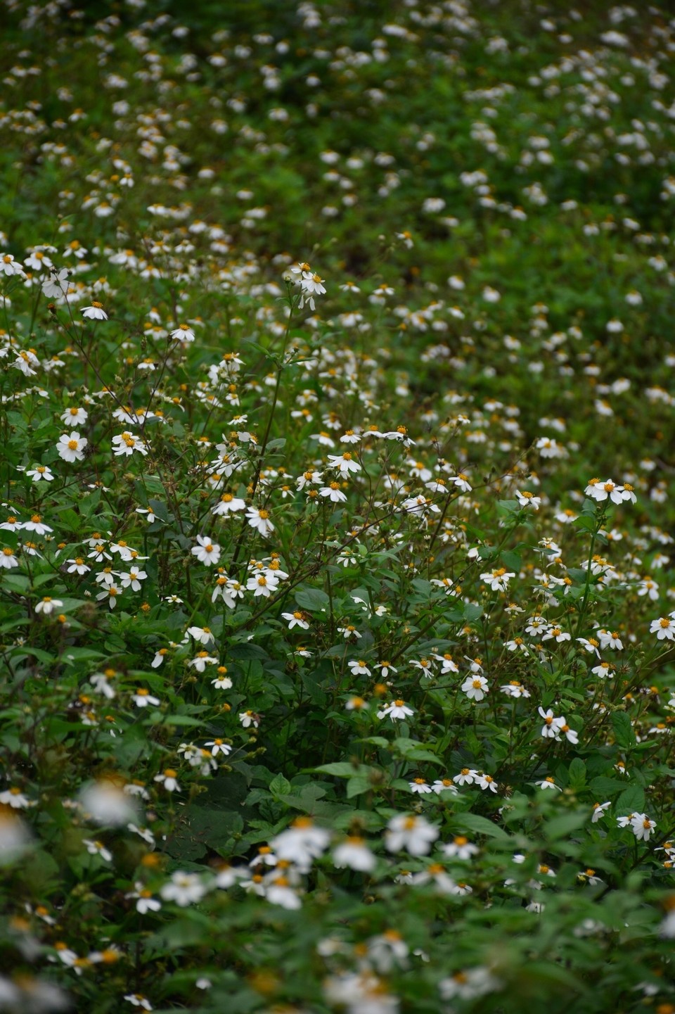 098DC6B6-1868-483F-B24E-0543FDBE96FC