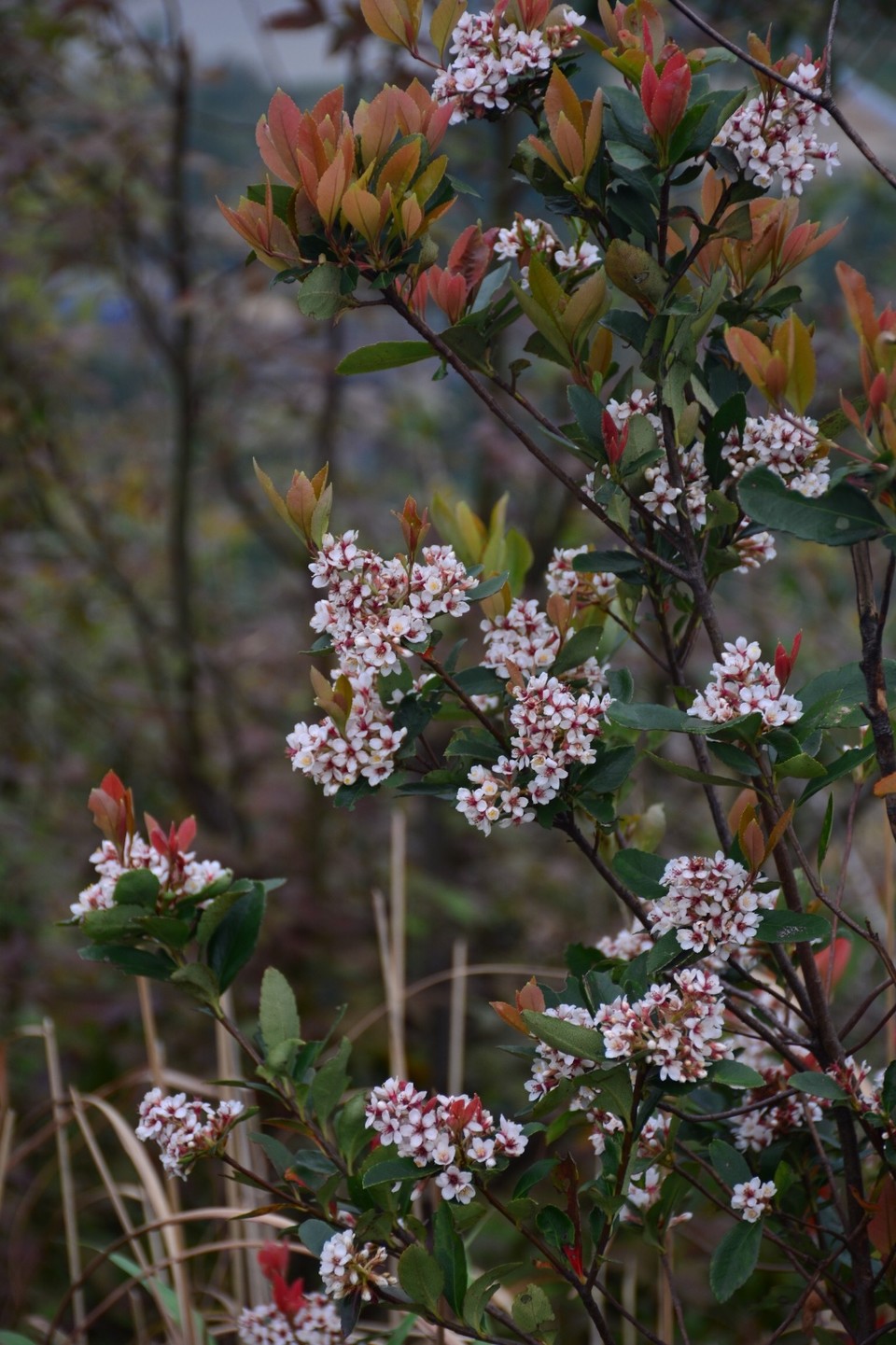 F0C55553-F0E5-4237-A51A-253A365A5E86