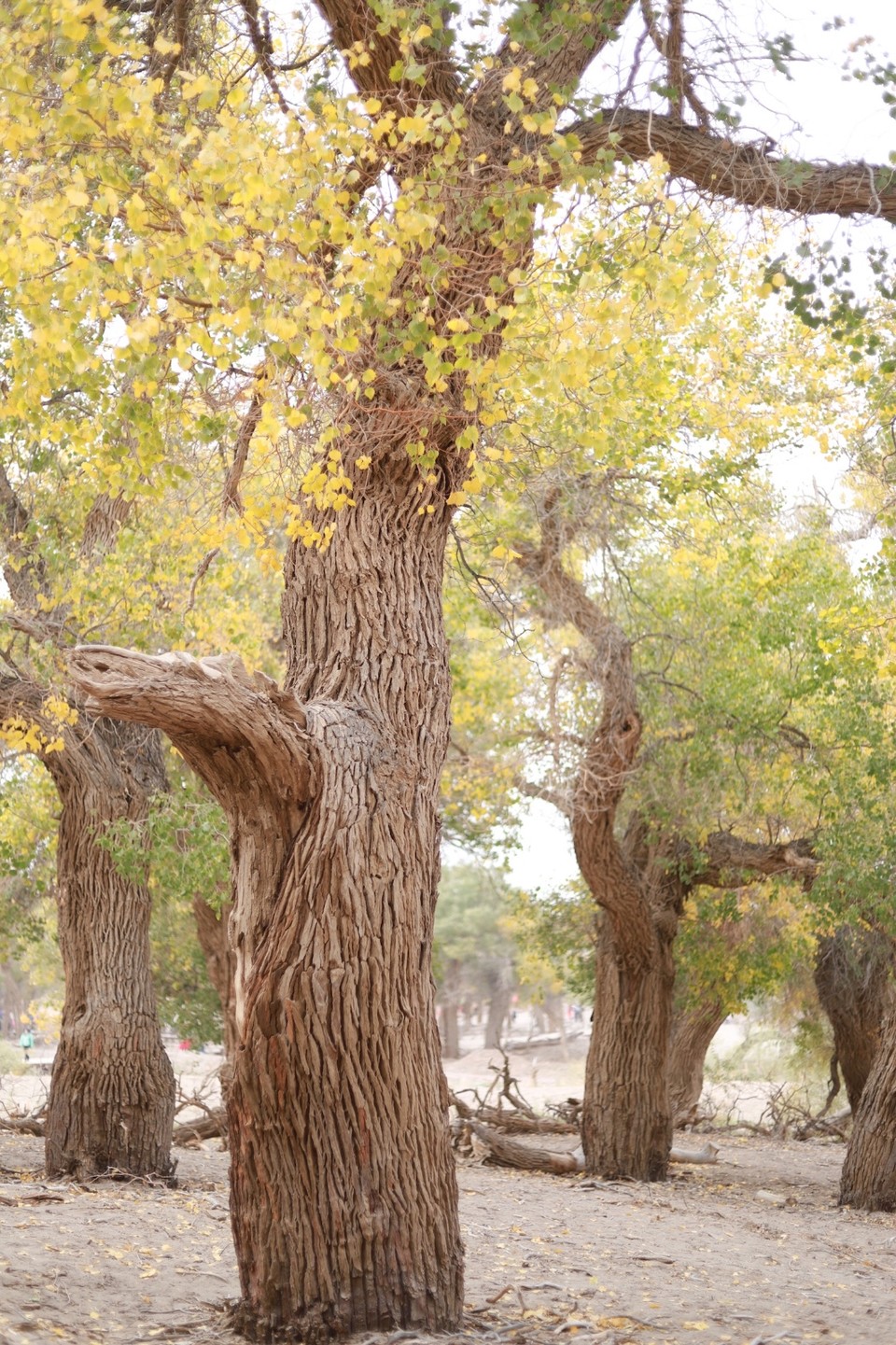 157A99E2-A351-40C5-8E4D-2B03A01CAAC6