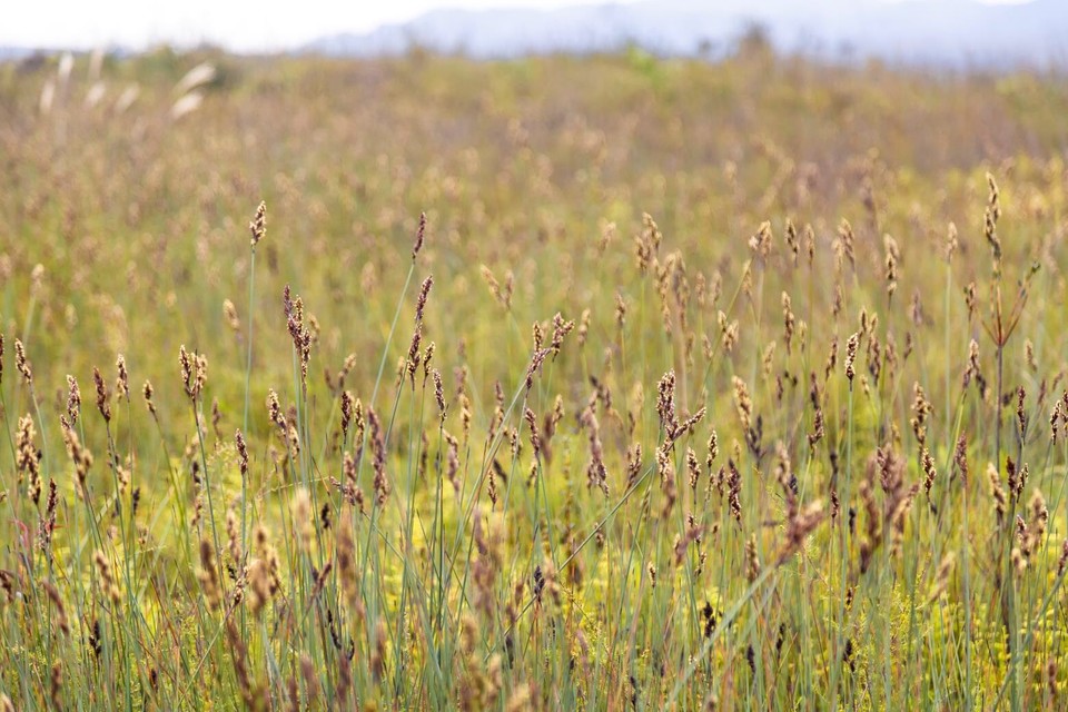 EA86DE77-B2EA-44FB-9A78-9E6FC4D917BF