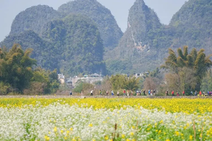 成行【花季阳朔2天】骑行遇龙河赏油菜花海，体验手撑竹筏游，徒步漓江精华段，西街艳遇