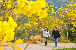 3.22周日【广100番外站·黄花风铃徒步节】春日踏青：风铃花盛开季漫步千亩大草原—仙湖积庆里16公里徒步