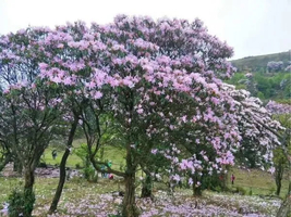 【广佛出发｜八排山】广东醉美原生态大草原，赏青青高山草原，看山顶满山杜鹃花