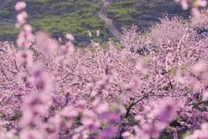 桃花节【永州2天】香花井村万亩桃花+小众城堡勾蓝瑶寨+上甘棠村
