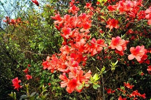 【广佛出发｜清远望军山赏杜鹃1天】又见满山映山红·登望军山赏百亩杜鹃花海、云海，赏心悦目