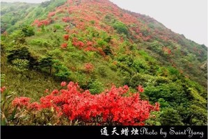 【广佛出发｜从化通天蜡烛1天】挑战从化十登通天蜡烛，赏漫天杜鹃花，拍户外大片