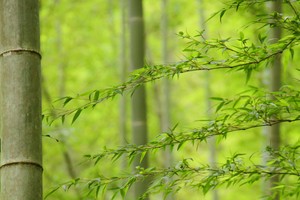 【佛山出发｜星溪+千泷沟】徒步从化星溪！赏千泷沟瀑布！