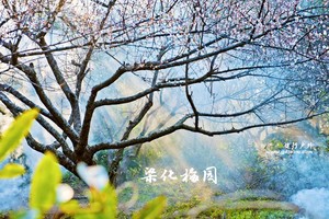 【广州出发｜梁化梅园】寻觅广东醉人梅花！带上相机走起！