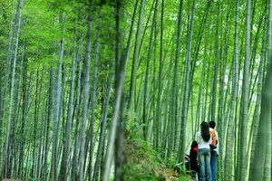 特价【广州出发丨星溪徒步】徒步穿越十里竹海 感受最美乡村小径~