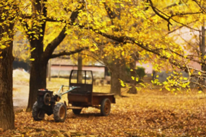 高铁【漠川银杏2天2晚】漠川银杏美如画，寻找秋天的童话~~