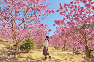 特价【广佛出发⎜江门紫花风铃】花花世界！美拍千亩紫花风铃花海，行摄圭峰山百亩红枫，漫步石涧碧湖红水杉