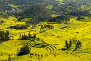 【滇东南全景9天】元阳梯田-罗平油菜花-建水-碧色寨-坝美-普者黑-东风韵-抚仙湖-东川红土地-元谋土林