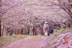 又见樱花 | 2026贵州花季秘境徒步4天3晚