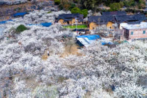 【佛山出发丨水浪花谷】漫山遍野花开，打卡“清远小林芝”水浪花谷、千亩山楂花基地~